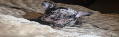 French Bulldog 2