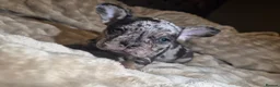 French Bulldog dogs for sale: French bulldog pups x3 Bitches - Advert 16