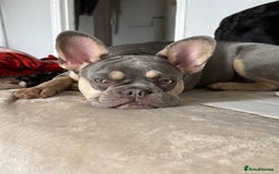 French Bulldog dogs for sale: French bulldog boy  - Image 2