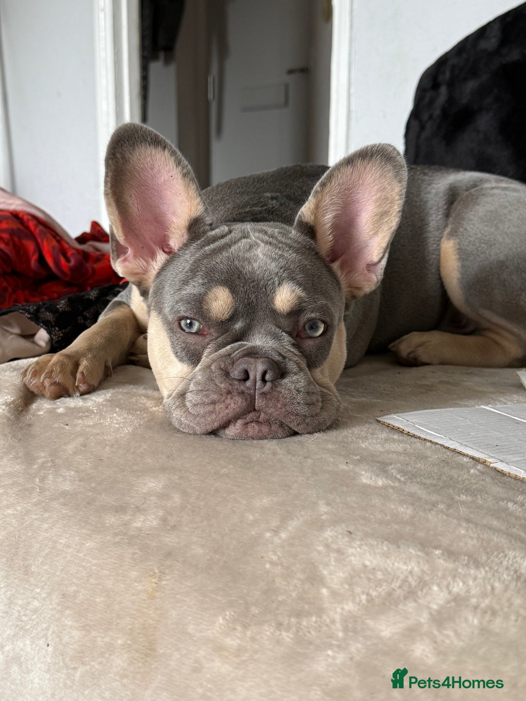 French Bulldog dogs for sale: French bulldog boy  - Image 2
