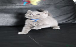 British Shorthair cats for sale: ✨️Outstanding GCCF Grand Chmp Line BSH ❤️ - Image 16