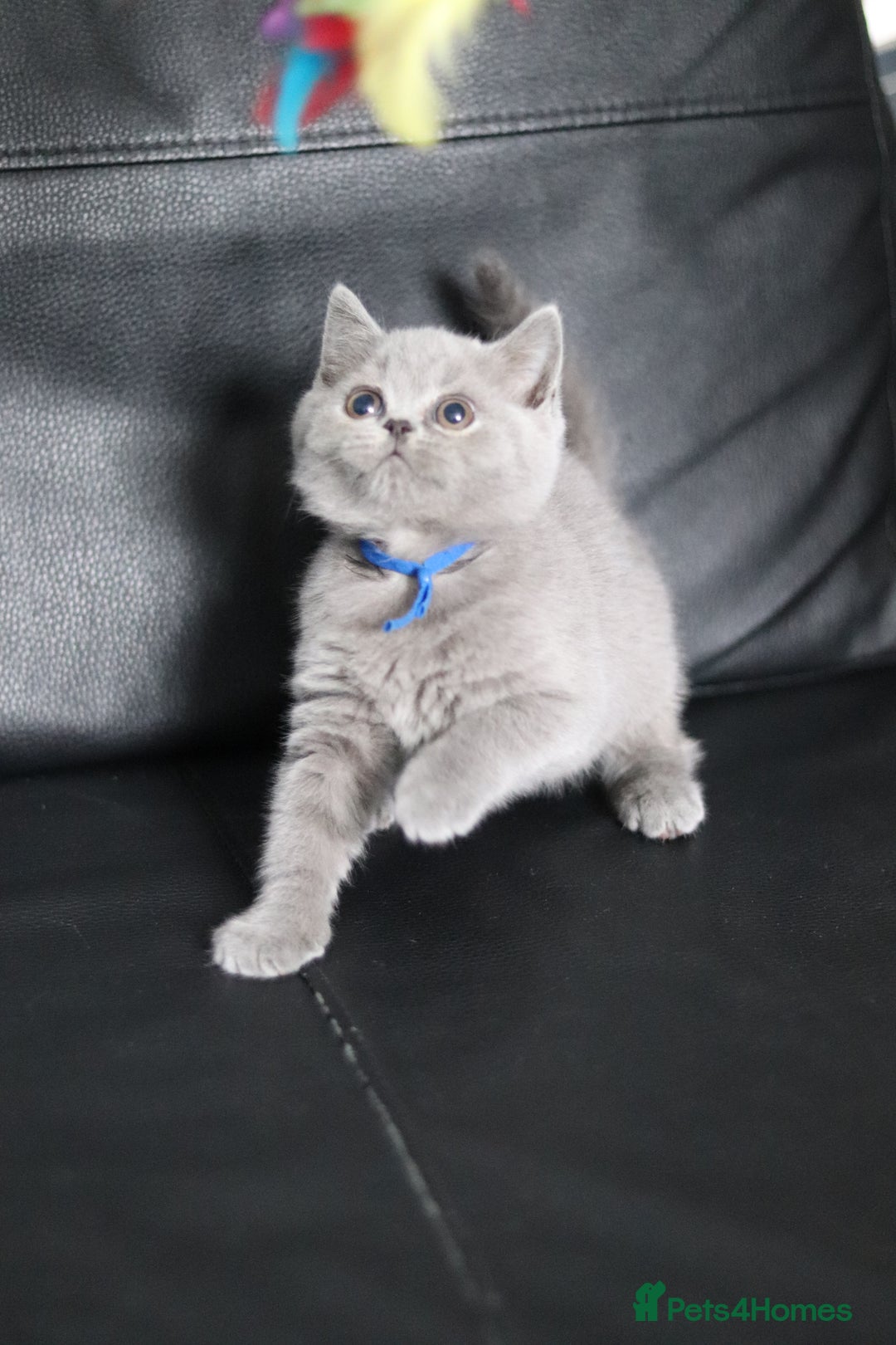 British Shorthair cats for sale: ✨️Outstanding GCCF Grand Chmp Line BSH ❤️ - Image 16