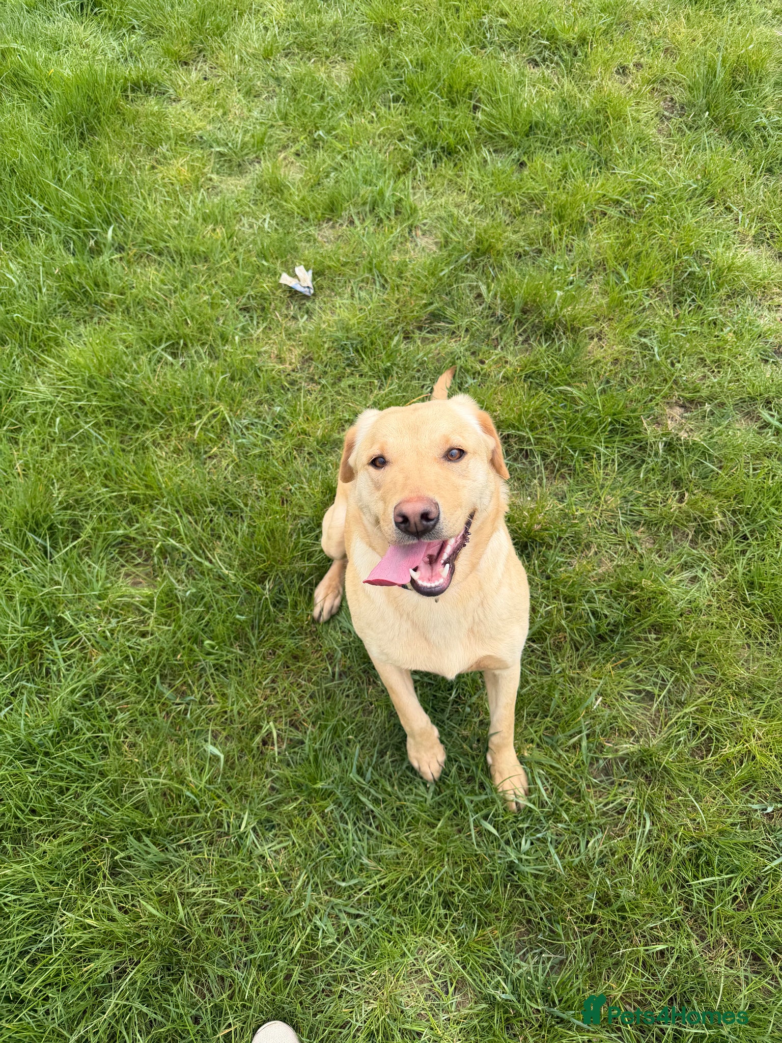 Labrador Retriever dogs for sale: Labrador girl looking for new home  - Advert 6
