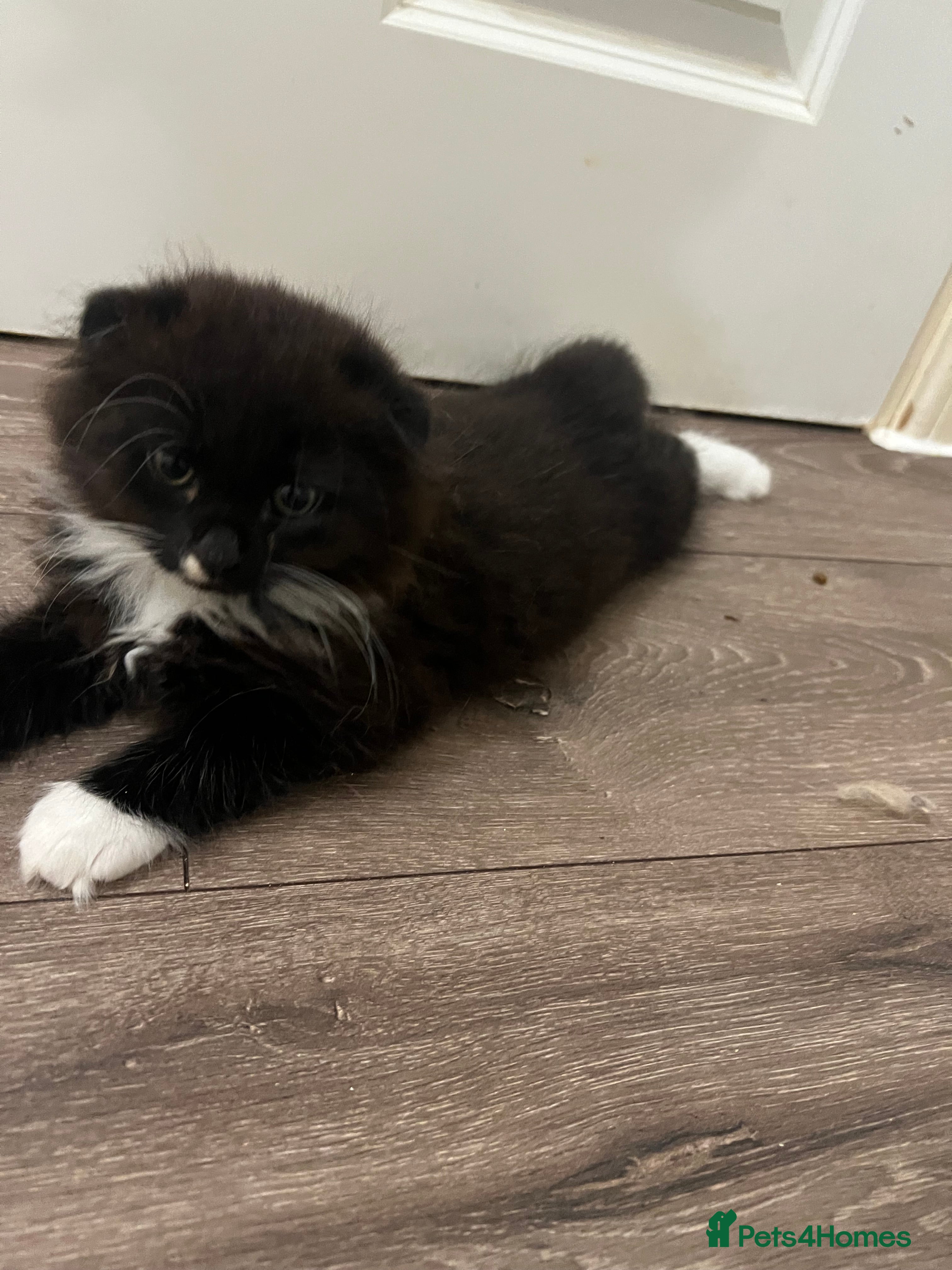 Mixed Breed cats Black and white Kitten Scottish Fold cross calico - Advert 1