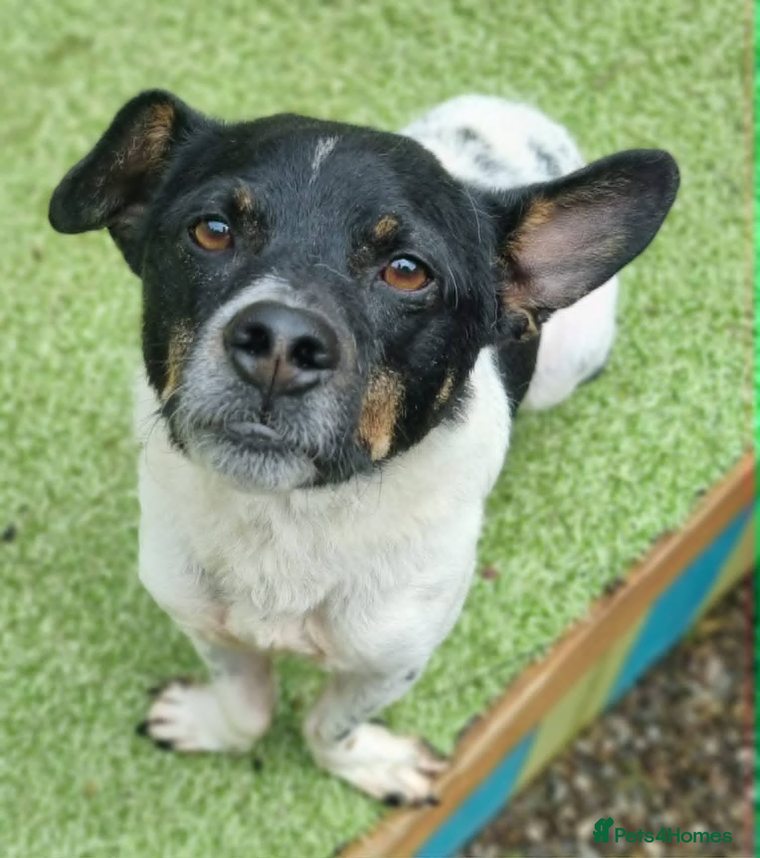 Mixed Breed dogs for adoption: Cody - In Ayr Looking for a home  - Advert 6