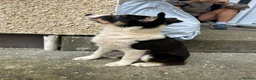 Border Collie dogs for sale: Border collie pup in Swansea - Advert 2