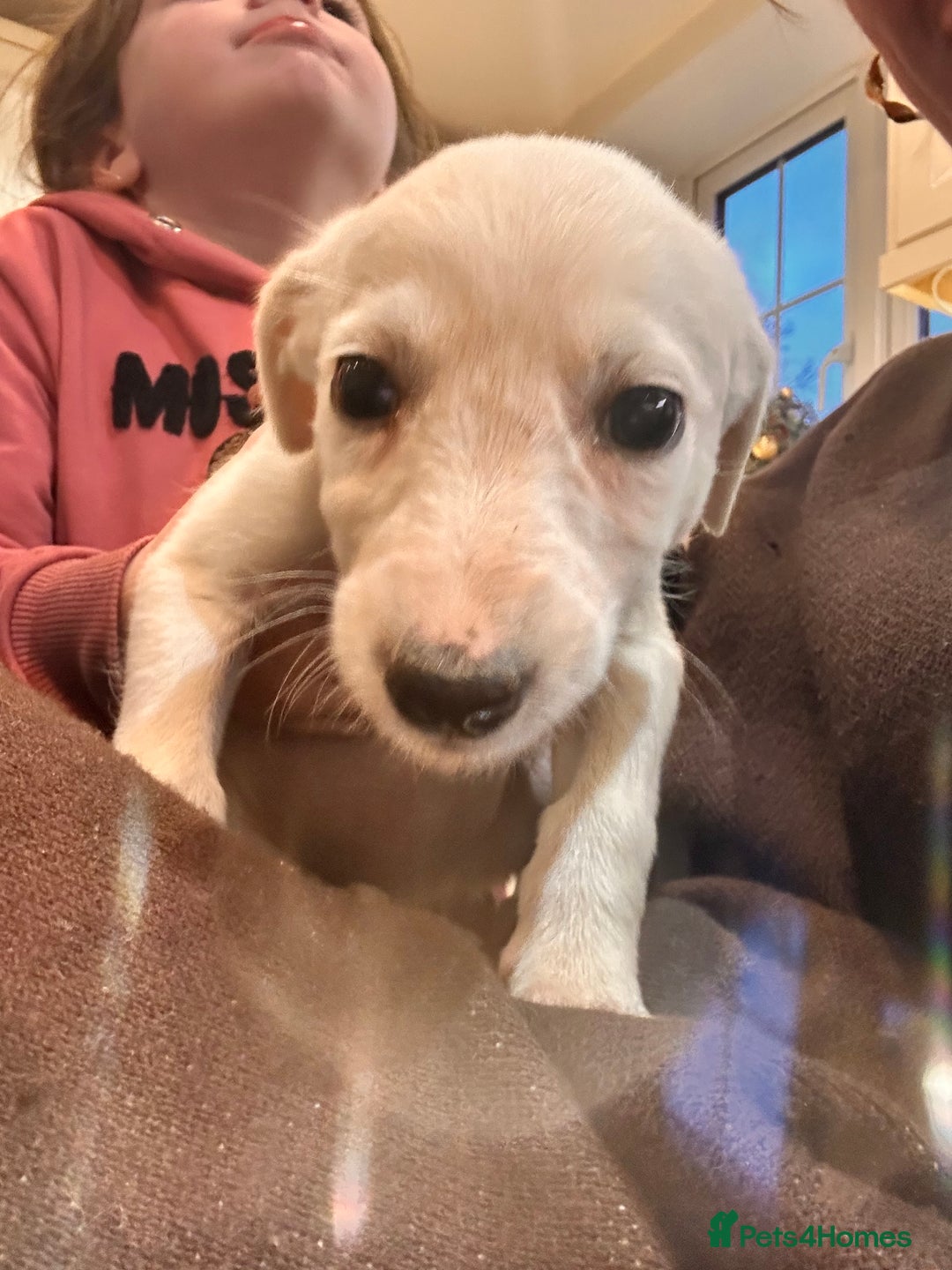 Lurcher dogs for sale: 1 LEFT - ready 7/12 Beautiful lurcher puppies  - Advert 4