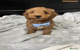 Cavapoo dogs for sale: Stunning Cavapoos  - Image 5