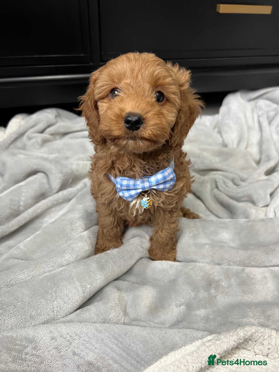 Cavapoo dogs for sale: Stunning Cavapoos  - Image 5