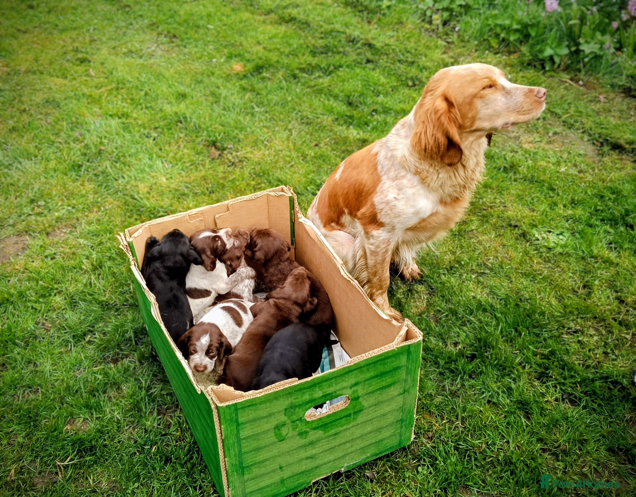 Pointer dogs Pointer puppies - Fenlanders - Advert 1