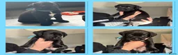 Mixed Breed dogs for sale: Boxador Puppies  in Dundee - Advert 9