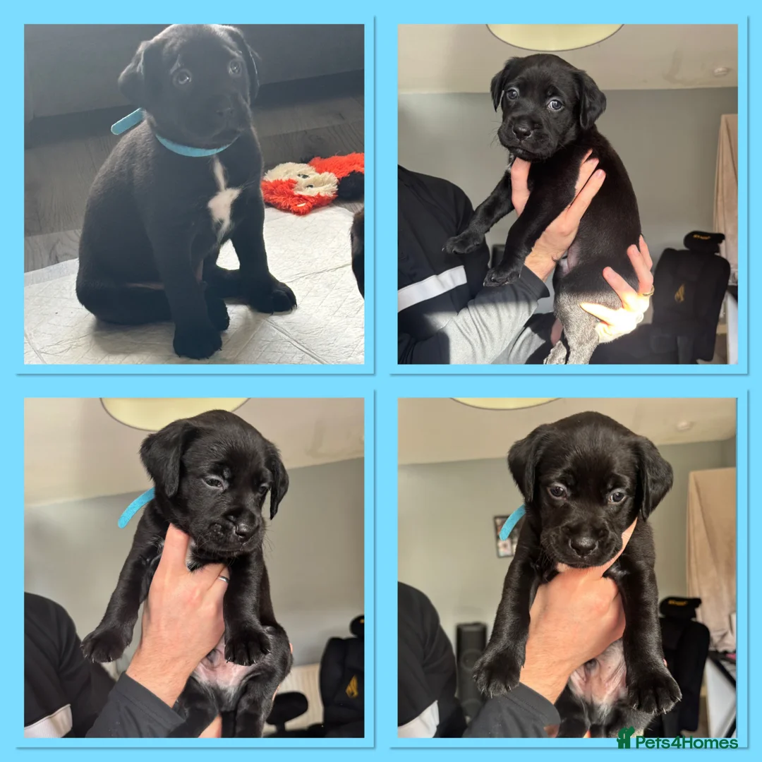 Mixed Breed dogs for sale: Boxador Puppies  in Dundee - Advert 9