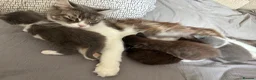 Mixed Breed cats for sale: 1 gorgeous girl left. Mainecoon mixed - Advert 5