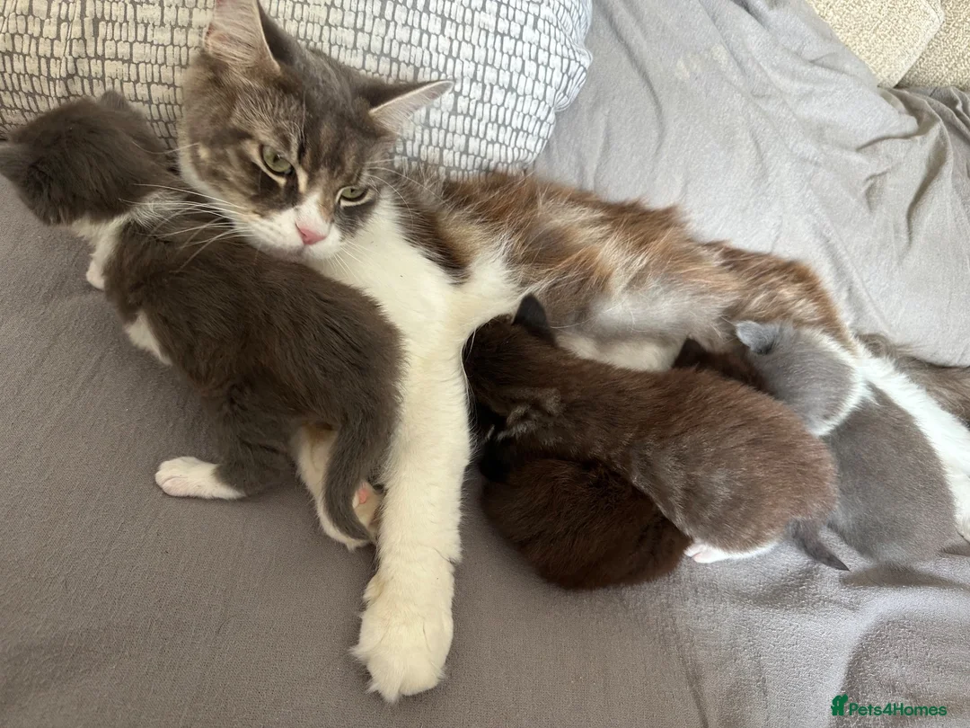 Mixed Breed cats for sale: 1 gorgeous girl left. Mainecoon mixed - Advert 5