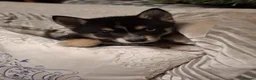 Pomsky dogs for sale: Beautiful Pomsky 1 Girl Available - Advert 17
