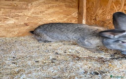 Continental Giant rabbits for sale: Beautiful Continental Giant Male – 1 Year Old  - Advert 2