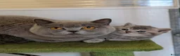 British Shorthair cats for sale: Acornpaws pedigree British shorthairs  - Advert 2