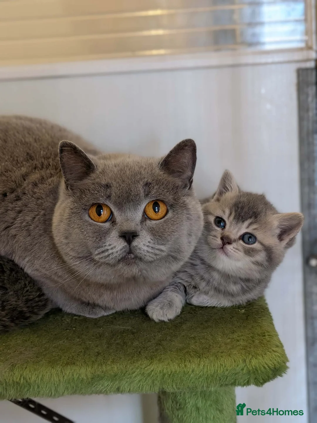 British Shorthair cats for sale: Acornpaws pedigree British shorthairs  - Advert 2