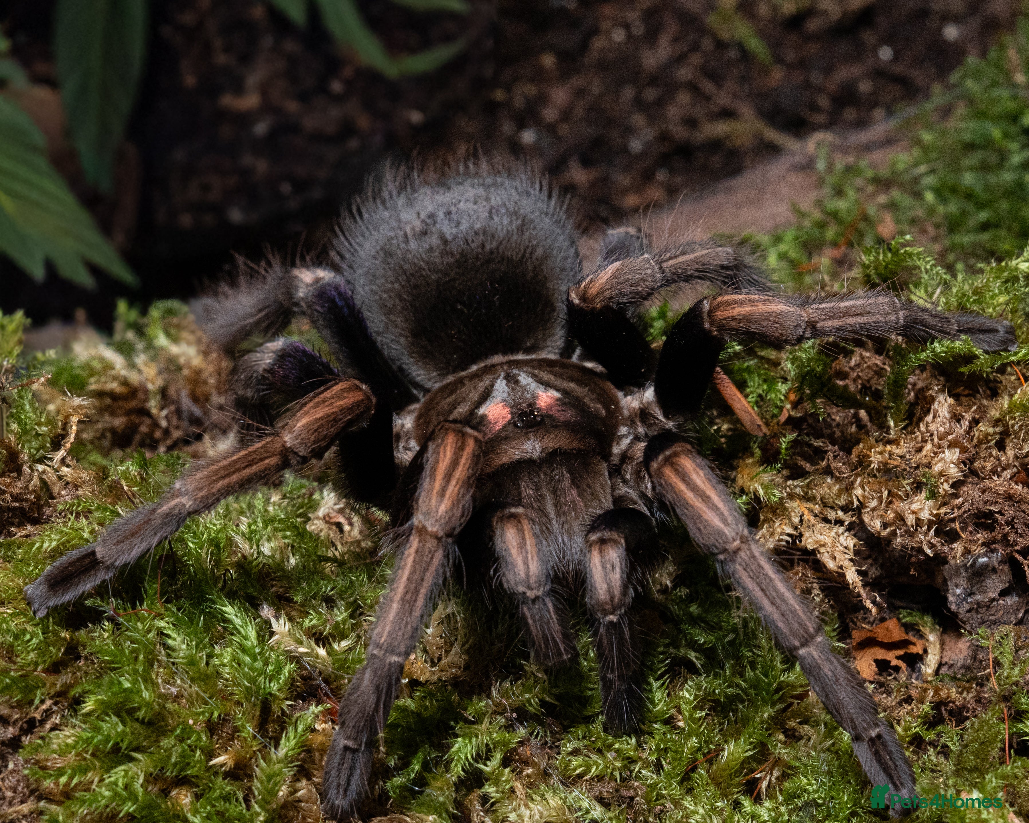 Tarantulas invertebrates tarantula collection for sale - Advert 1