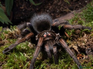 Tarantulas invertebrates tarantula collection for sale - Advert 1