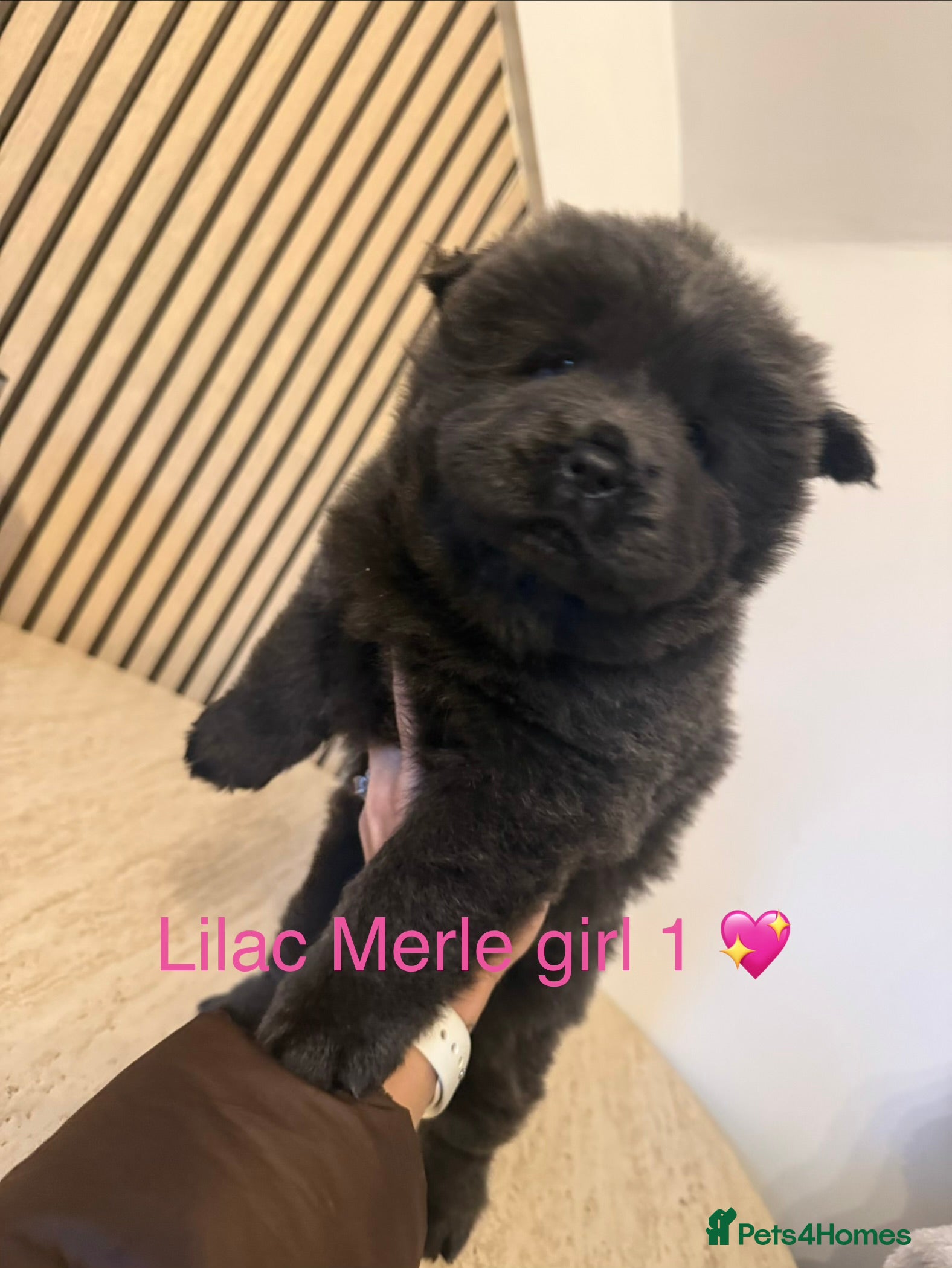 Chow Chow dogs Merle chow chow - Advert 13