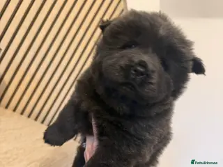 Chow Chow dogs Merle chow chow - Advert 13