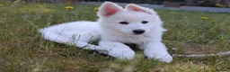 German Shepherd dogs for sale: White German shepherd KC - Advert 4