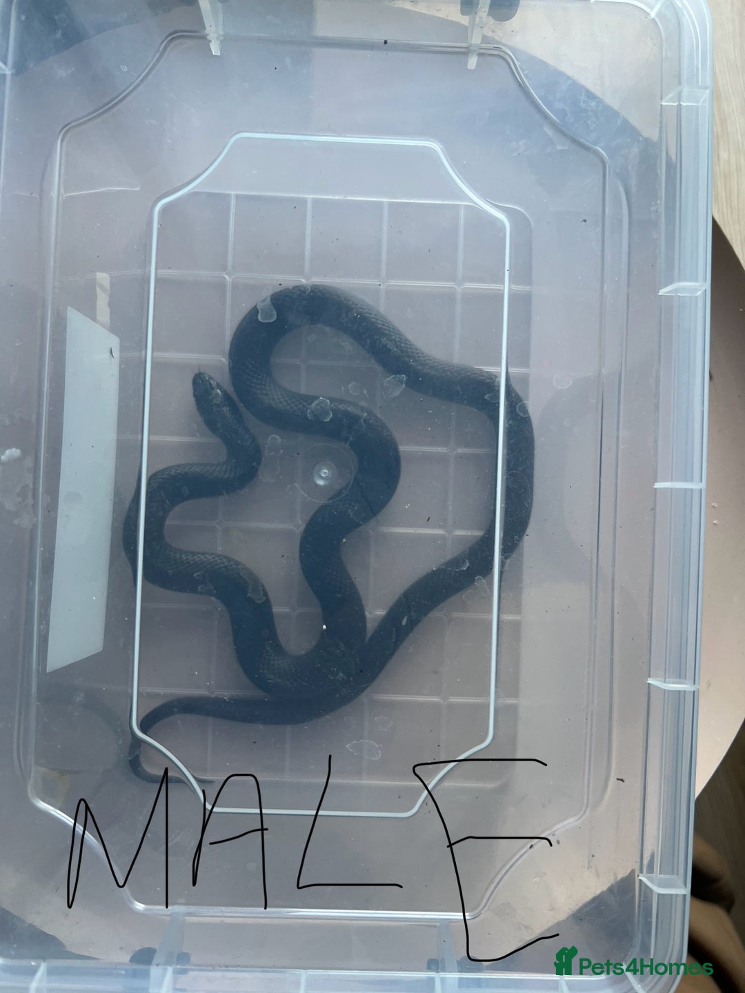King Snake reptiles for sale: Pair of Mexican black kingsnake - Image 3