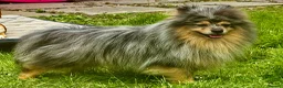 Pomeranian dogs for adoption: 🐾 Jam – Male Pom Looking for His Forever Home 🐾 - Advert 7