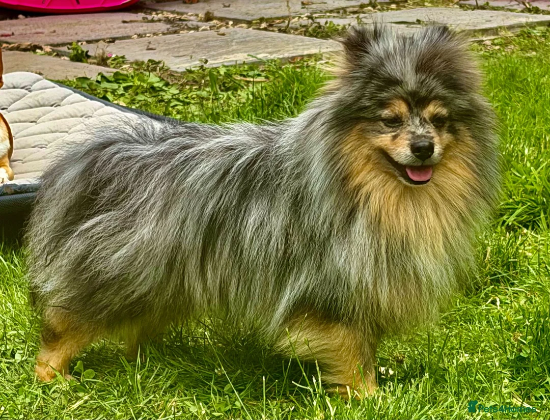 Pomeranian dogs for adoption: 🐾 Jam – Male Pom Looking for His Forever Home 🐾 - Advert 7