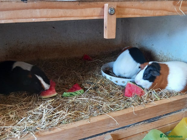 Guinea Pig rodents - Advert 17