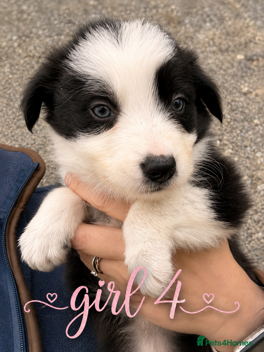 Border Collie dogs Gorgeous Border collie pups. KC registered.  - Advert 2