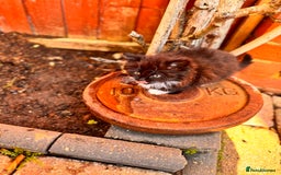 Mixed Breed cats for sale: two boys and a girl - Image 15