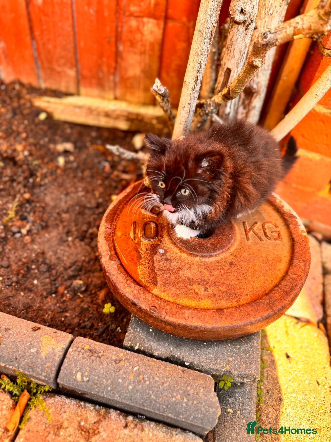 Mixed Breed cats for sale: two boys and a girl - Image 15