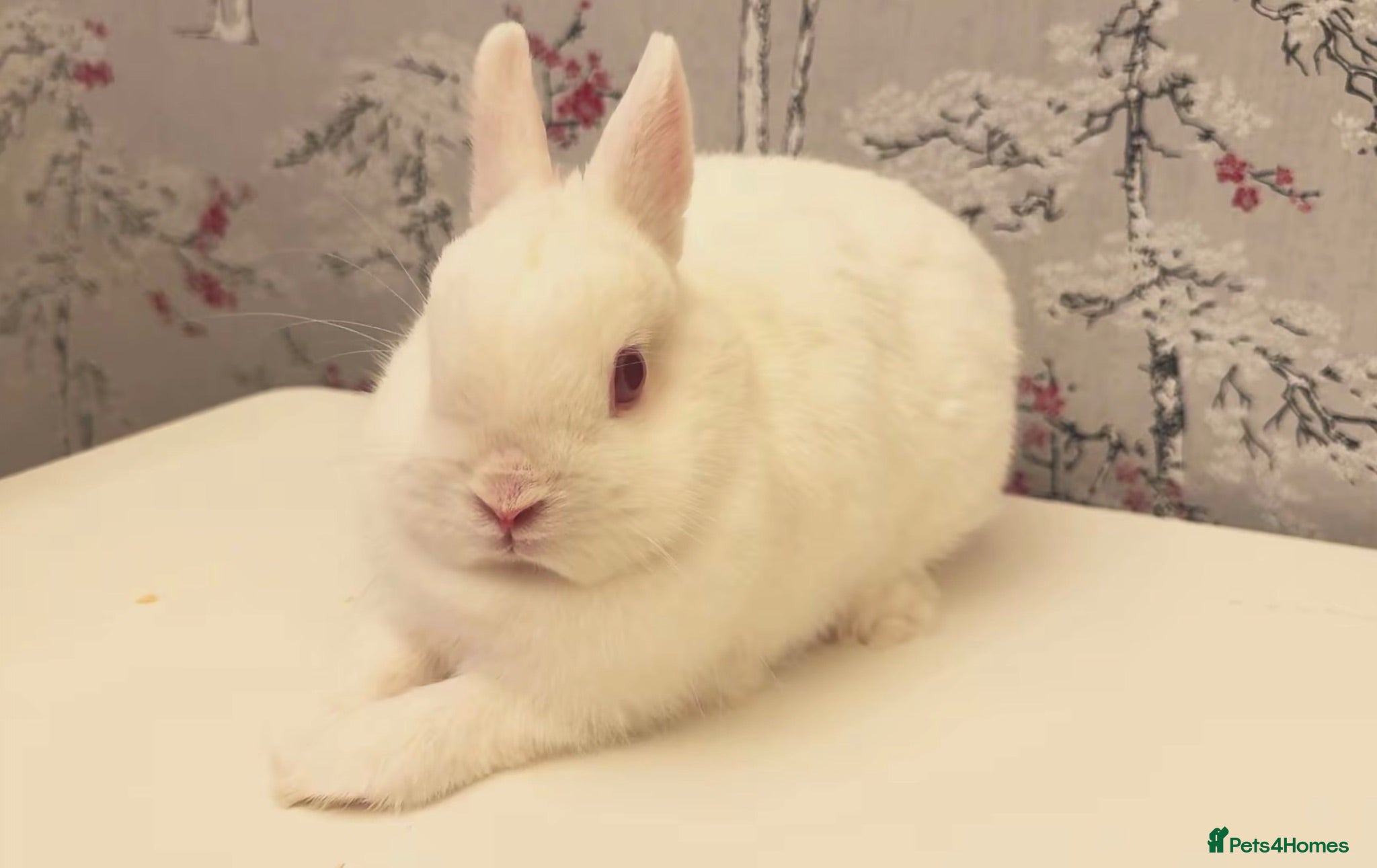 Netherland Dwarf rabbits White Netherland Dwarf girl  - Advert 1
