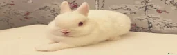 Netherland Dwarf rabbits for sale: White Netherland Dwarf girl  in Lincoln - Advert 1