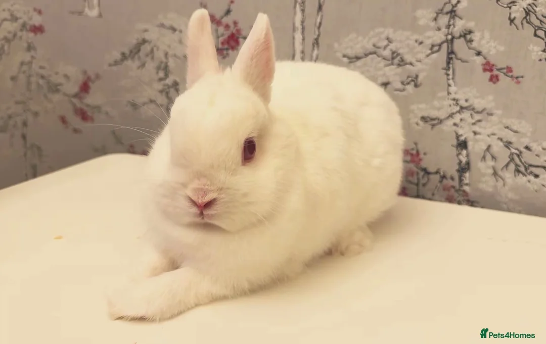 Netherland Dwarf rabbits for sale: White Netherland Dwarf girl  in Lincoln - Advert 1