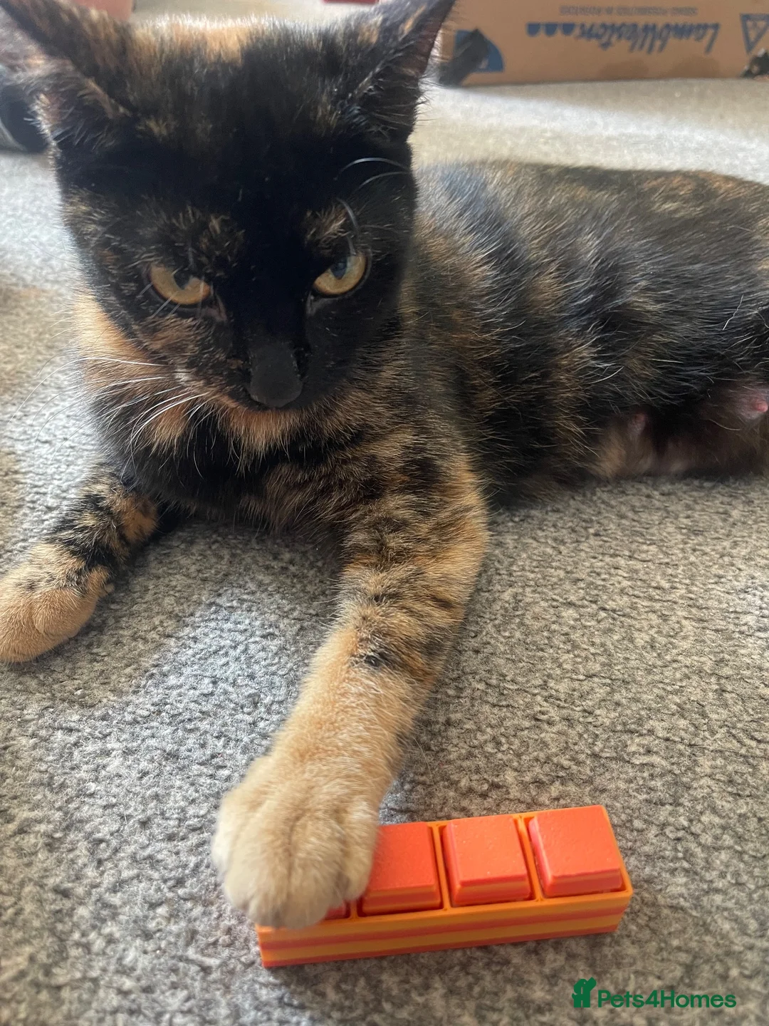 Mixed Breed cats for sale: Three beautiful funny kittens  in Ashford - Advert 8