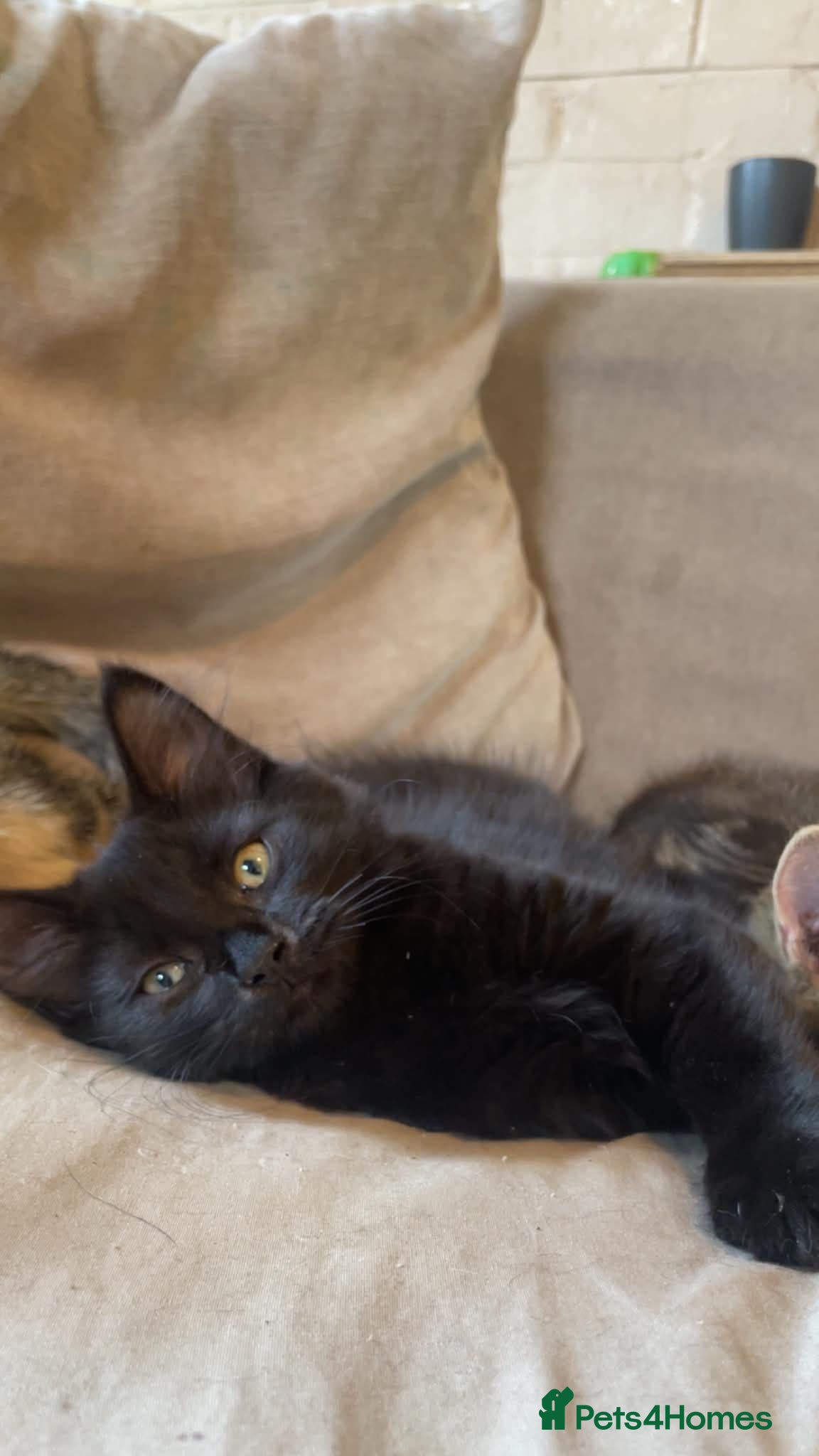 Mixed Breed cats Beautiful all jet black moggy, maincoon mix - Advert 6