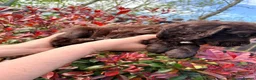 Cocker Spaniel dogs for sale: Last Working cocker Available RKC - Ready Now  - Advert 23