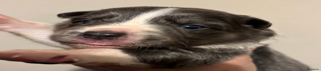 Border Collie Puppy 5