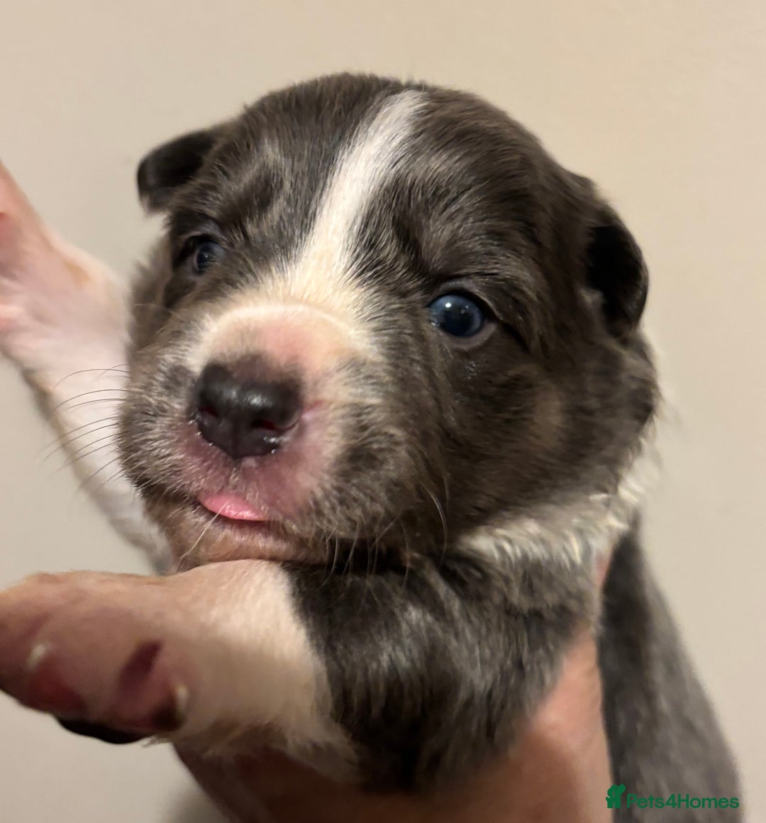 Border Collie dogs for sale: Border Collie Pups  - Image 1