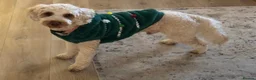Cockapoo dogs for stud: Teddy, ready for stud, stud approved  - Advert 4