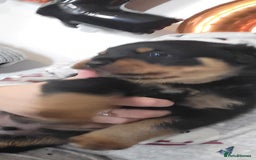 Rottweiler dogs for sale: 1 male 1 female rottweiler  - Image 4