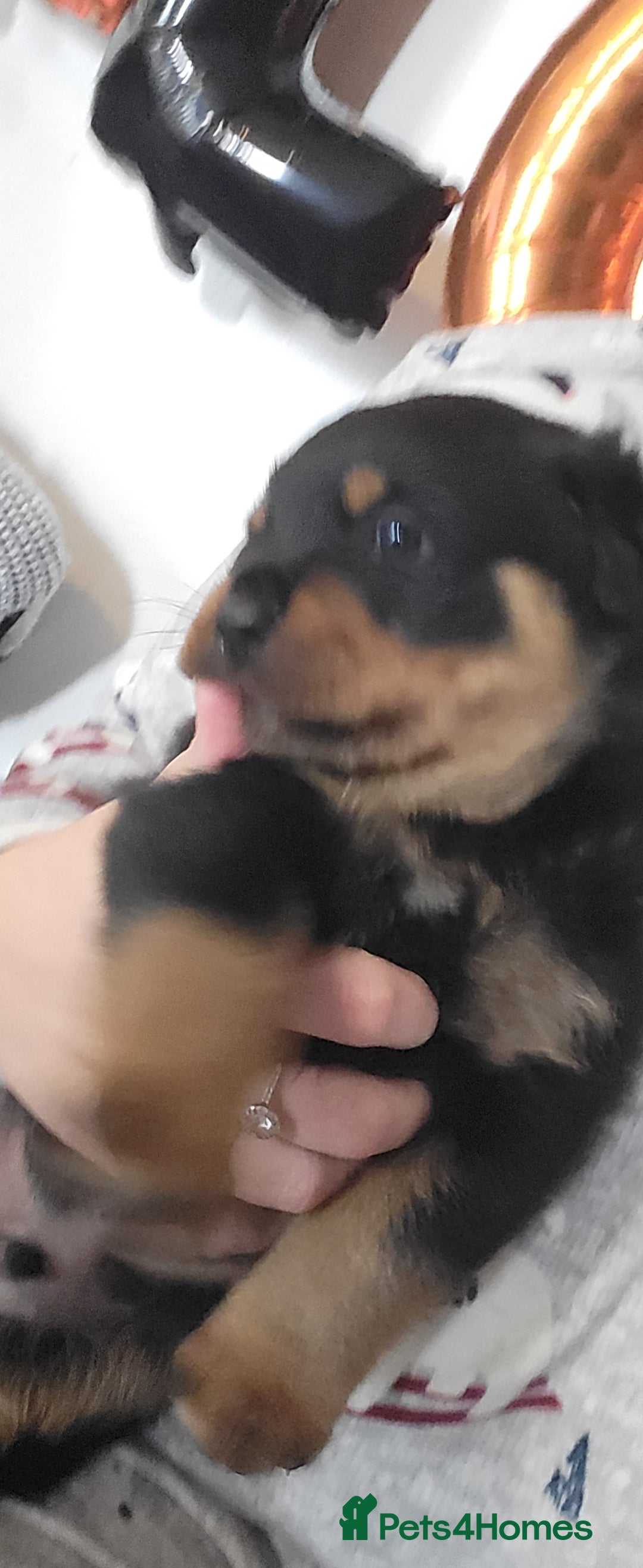 Rottweiler dogs for sale: 1 male 1 female rottweiler  - Image 4