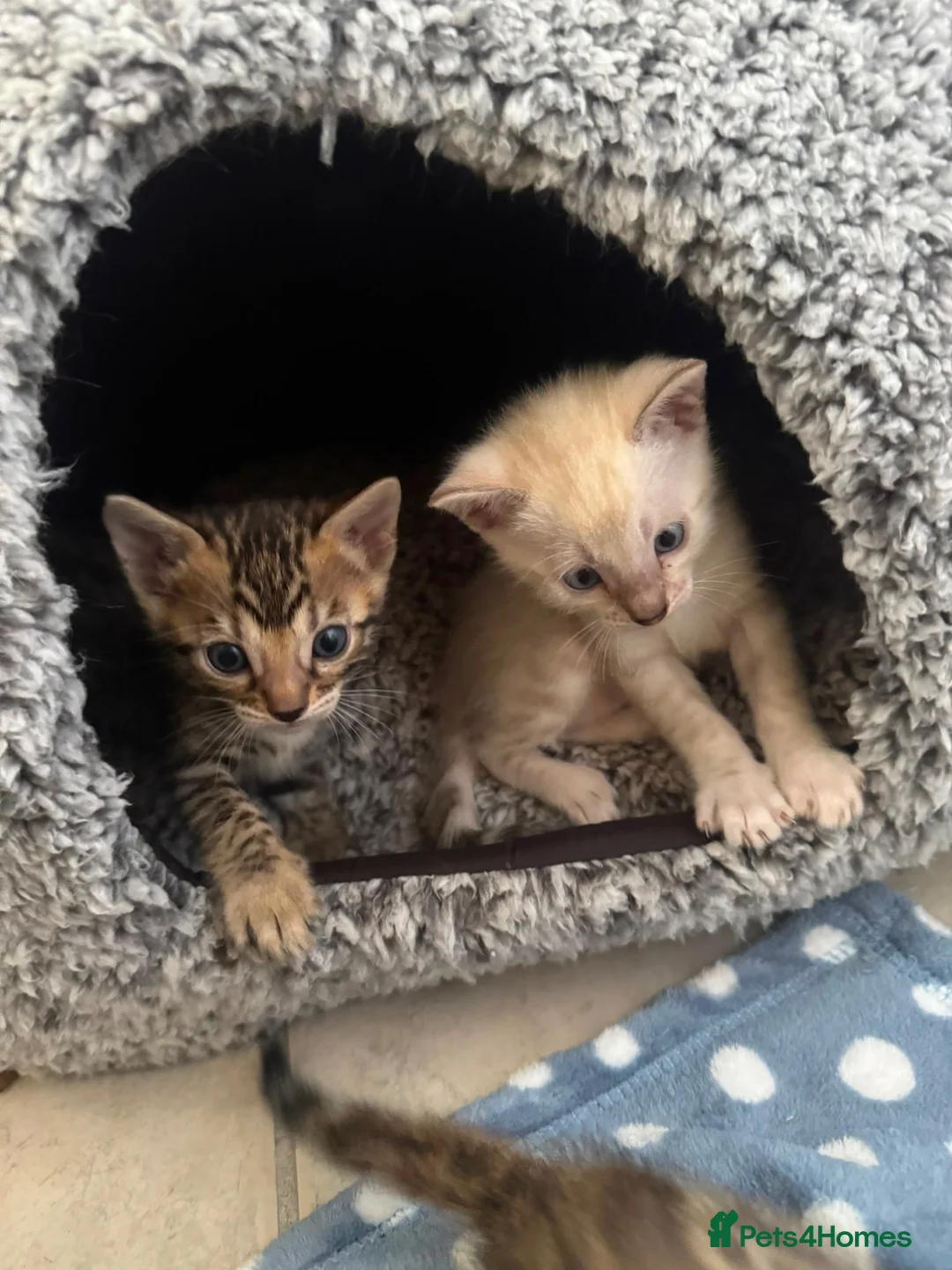 Bengal cats for sale: Bengal kittens - Advert 6