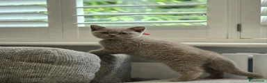 British Shorthair Lilac Female Red collar