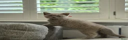 British Shorthair cats for sale: British Shorthair Lilac & Grey Blue Cute Kittens  - Advert 10