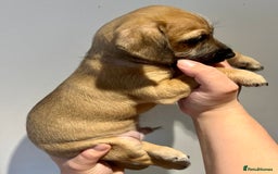 Mixed Breed dogs for sale: Cavapoo x Italian greyhound puppies  - Image 13
