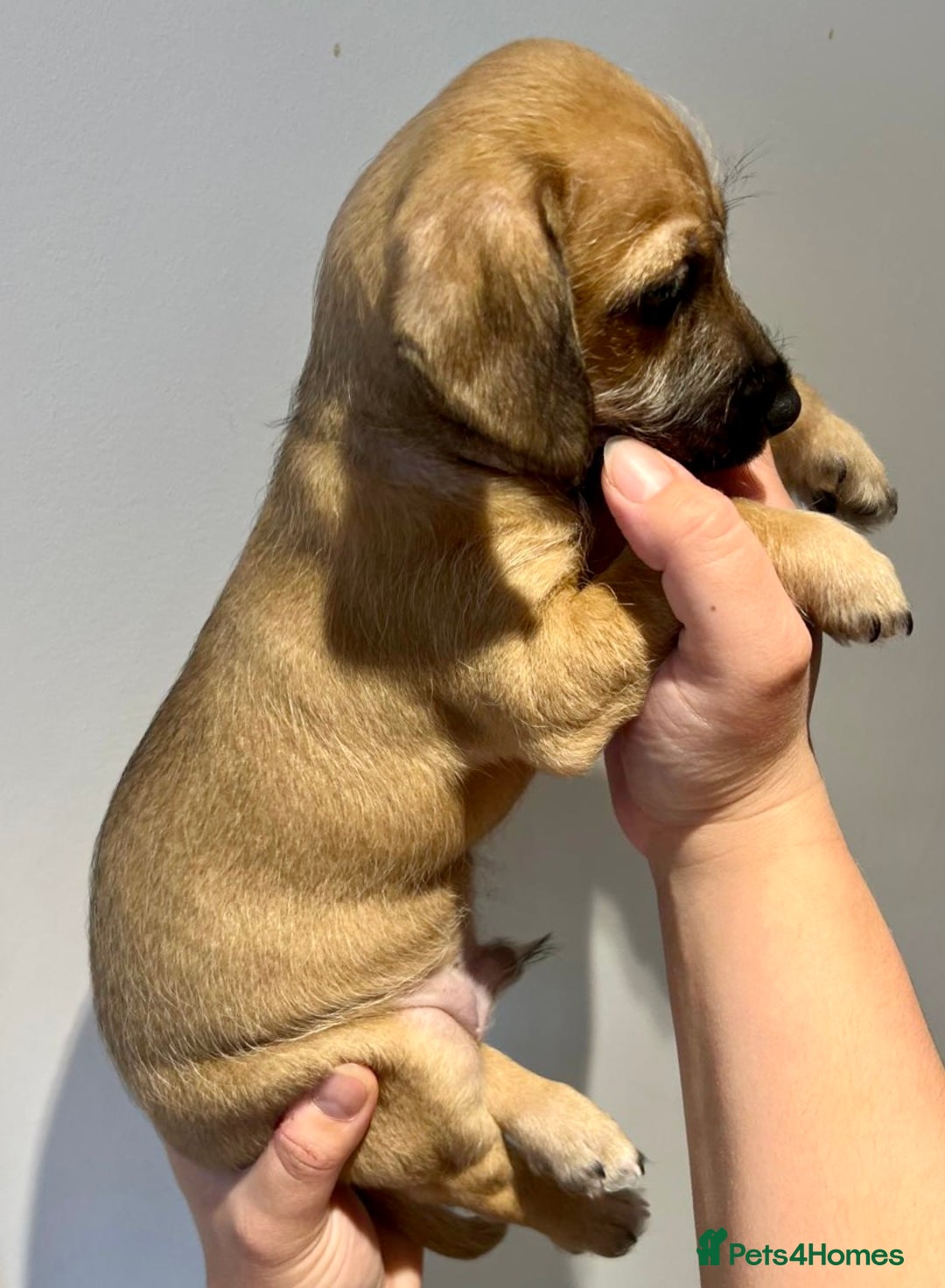Mixed Breed dogs for sale: Cavapoo x Italian greyhound puppies  - Image 13
